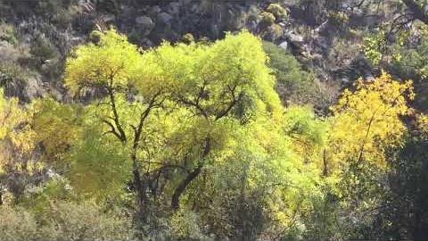 Watch: Encore of autumn in the Catalinas